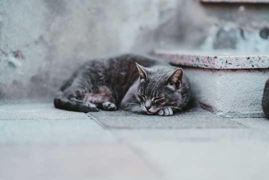 乖巧萌猫睡觉图片