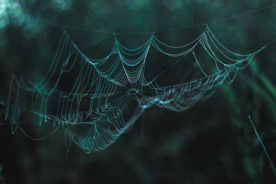 树林中蜘蛛网图片
