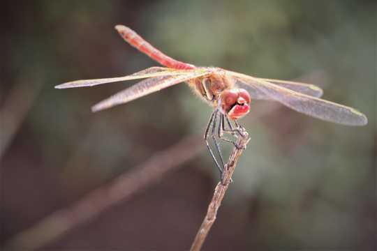 红蜻蜓拍摄图片