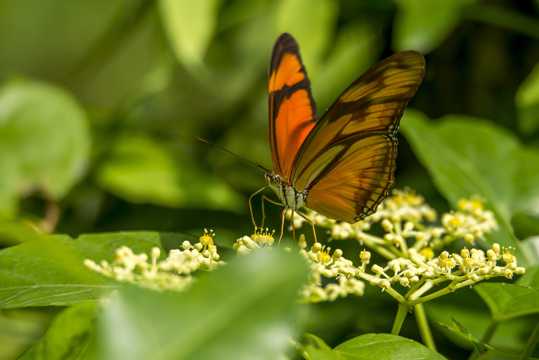 具有迁徙性的黑脉金斑蝶图片