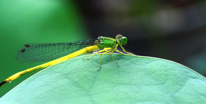停留在荷叶上的黄色小蜻蜓图片