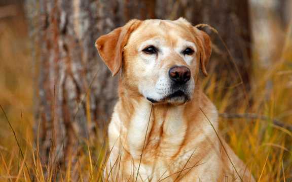 草丛里的拉布拉多犬图片