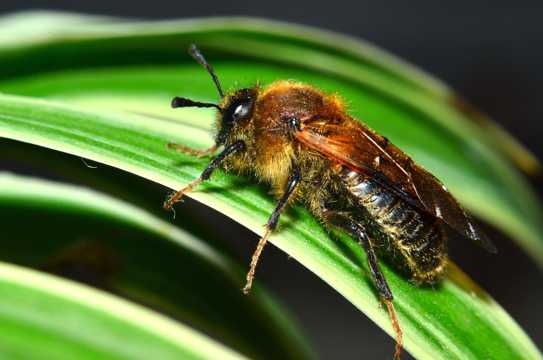 微距蜜蜂高清图片