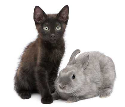 猫咪和小兔图片下载