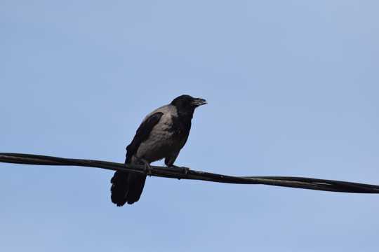 电线上的黑色鸟图片