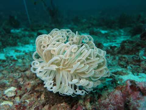 海底五彩斑斓的珊瑚图片
