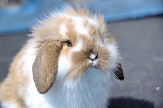 荷兰垂耳兔图片