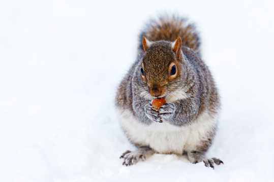 雪地里嬉戏的动物图片