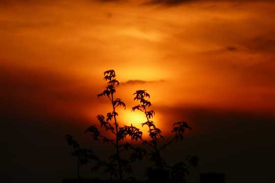 夕阳植物剪影图片