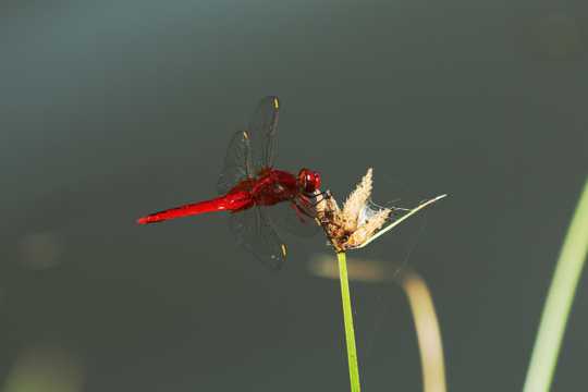 美丽的红蜻蜓图片