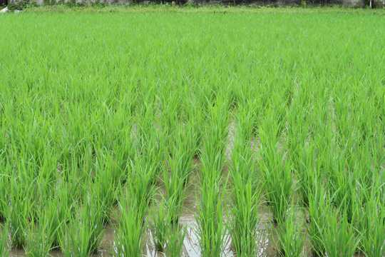 稻田绿色水稻图片