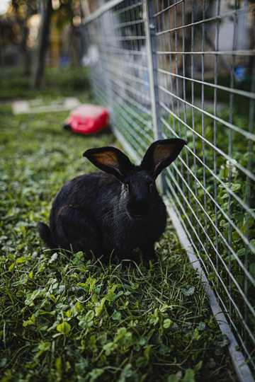 草地上的黑色长耳兔子图片