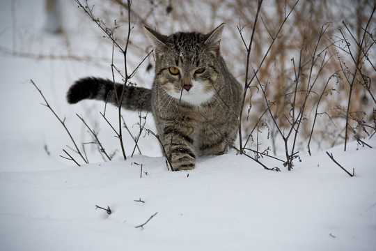 雪地里的小猫图片