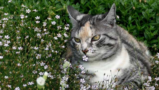 花丛可人萌宠猫图片