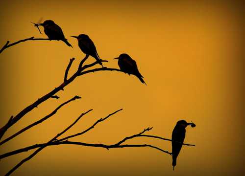 夕阳下的食蜂鸟剪影图片