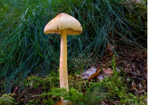 丛林伞状蘑菇图片