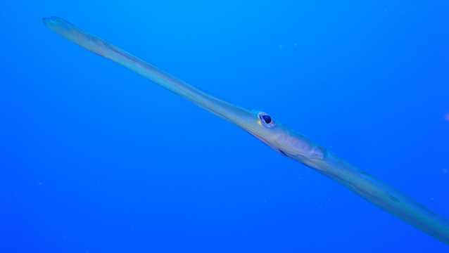 深海里的棘烟管鱼图片
