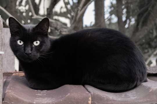 纯黑色小小猫图片