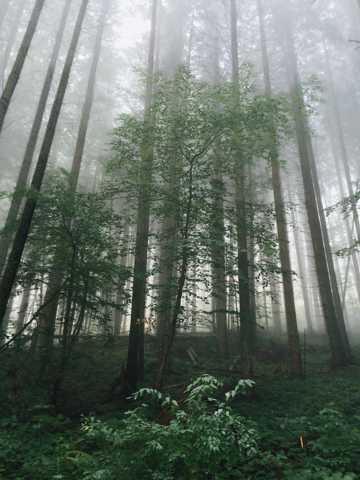 浓雾森林图片