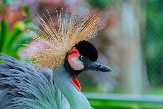 美丽的非洲冠鹤图片