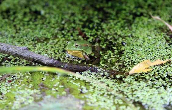 池塘绿色青蛙图片