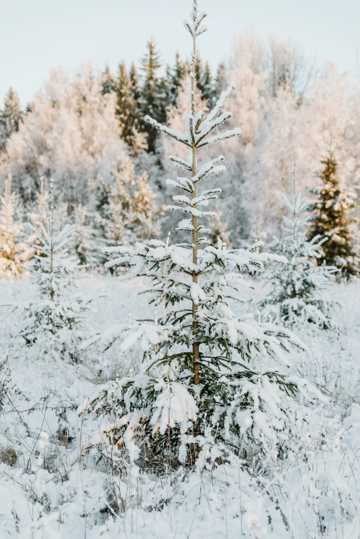冬季白雪自然风光图片