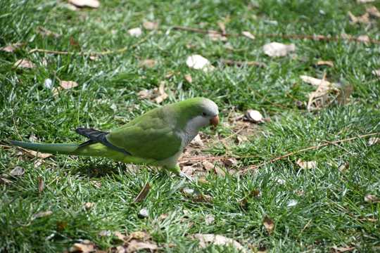 草坪上绿色小鹦鹉图片