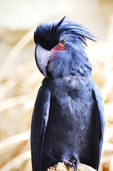 美丽的棕榈凤头鹦鹉图片