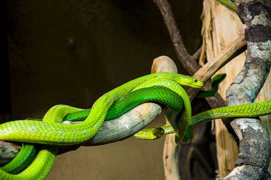 绿色的毒蛇图片
