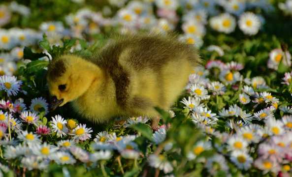 花丛中的小鸭子图片