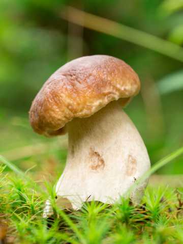 原野蘑菇近景图片