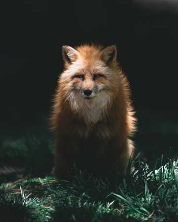 野外的赤狐图片