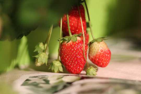 新嫣红草莓图片
