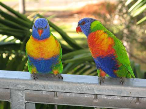 羽毛光鲜倩丽的彩虹鹦鹉图片