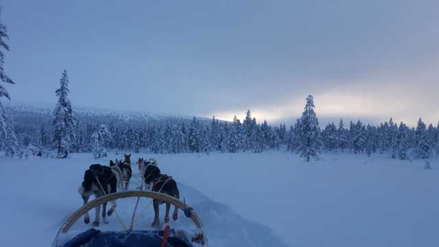 冬日里的雪橇狗图片