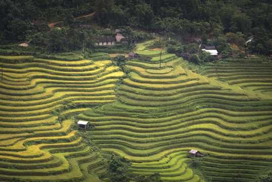 越南稻田景物图片