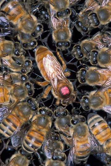 分布茂盛的蜜蜂图片