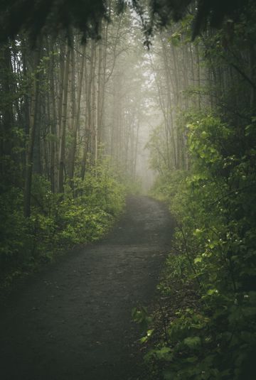 早晨绿色森林雾气图片