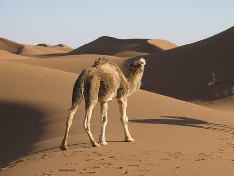 大漠中徒步骆驼图片
