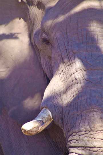 非洲象微距摄影图片