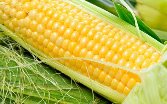 营养可口的玉米棒图片