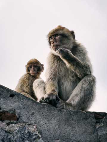 两只野生的猕猴图片