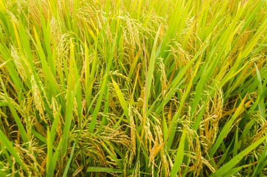 稻田成熟水稻图片