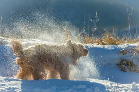 雪中长毛狗图片