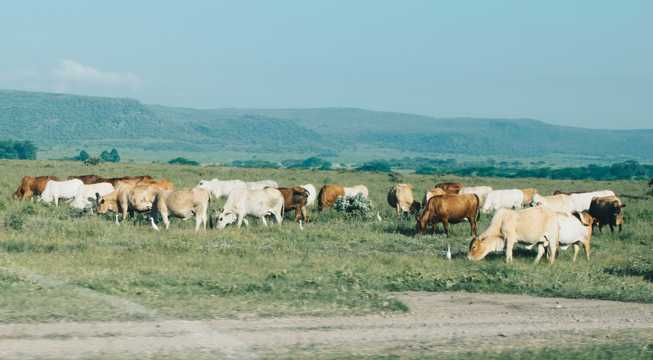 草场牛群景象图片