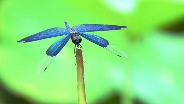 蓝色蜻蜓高清图片