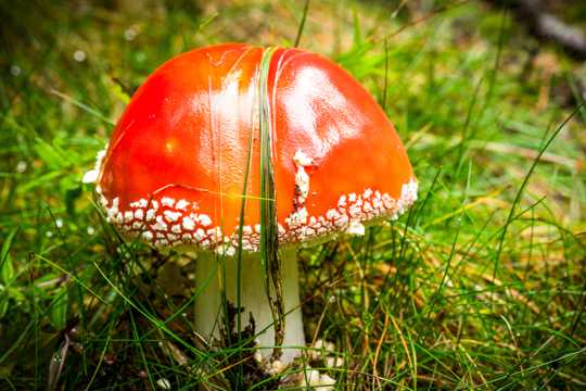 原野野生红色毒蘑菇图片