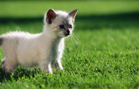 草场小小猫图片
