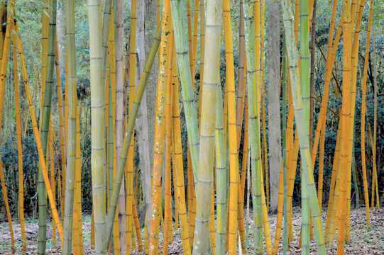 竹林的竹子图片