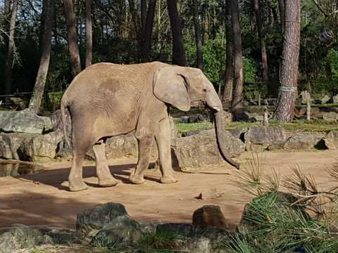 丛林中的大象图片